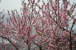 2021年桂林恭城桃花節專線一(yī / yì ／yí)日遊【桃花專線】【桂林周邊】